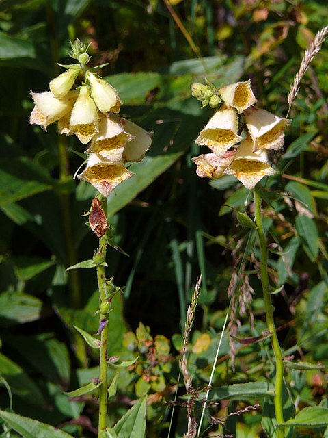 Digitale à grandes fleurs, digitalis grandiflora