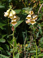 Digitale à grandes fleurs, digitalis grandiflora