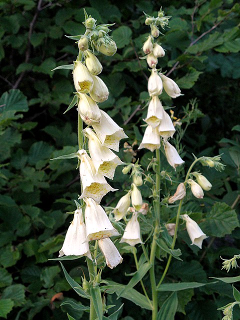 Digitale à grandes fleurs, digitalis grandiflora