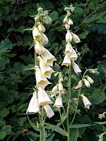Digitale à grandes fleurs, digitalis grandiflora