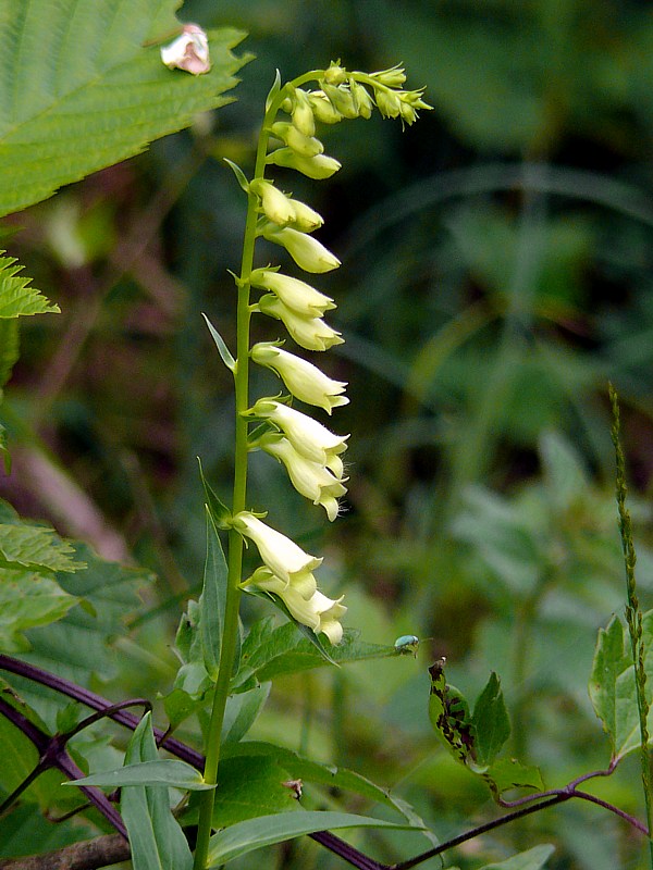 Digitale jaune, digitalis lutea