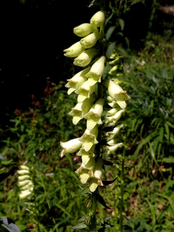 Digitale jaune, digitalis lutea