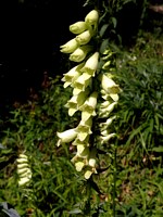Digitale jaune, digitalis lutea