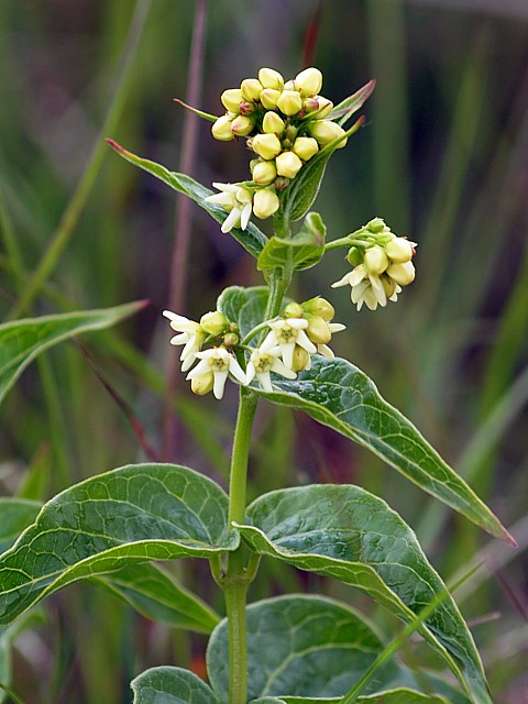 Dompte-venin - vincetoxicum hirundinaria