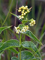 Dompte-venin, vincetoxicum hirundinaria