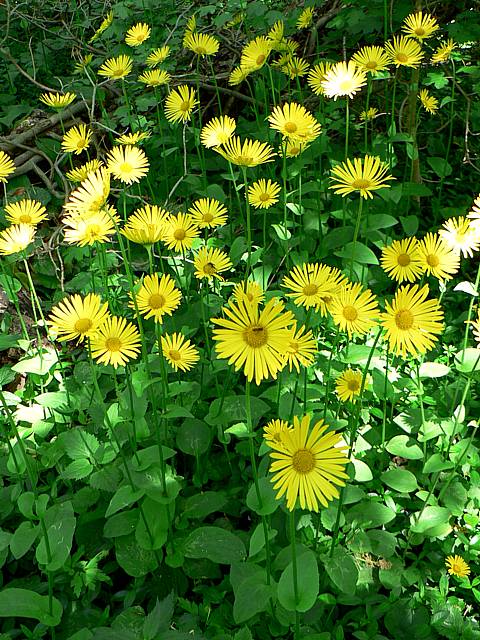 Doronic panthère, doronicum pardalianches