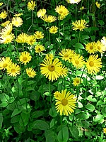 Doronic panthère, doronicum pardalianches