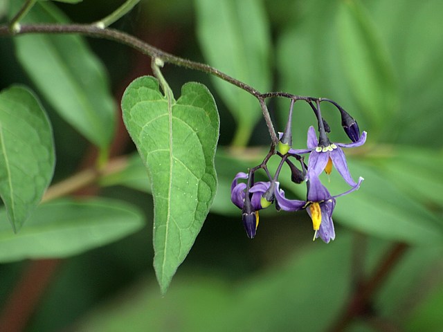 Douce-amre, solanum dulcamara