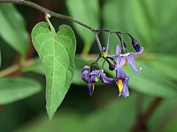 Douce-amère, solanum dulcamara