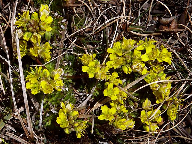 Drave faux azoon - draba aizoides
