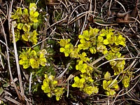 Drave faux aïzoon, draba aizoides