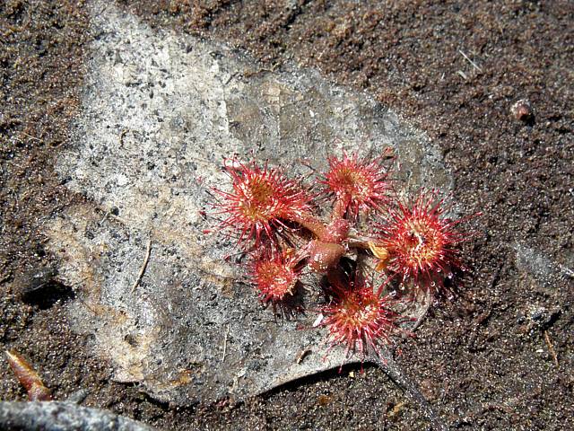 Drosra, rossolis - drosera rotundifolia