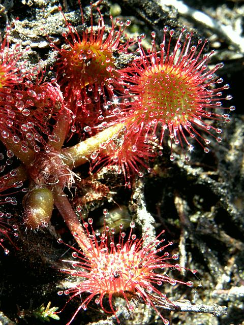 Drosra, rossolis - drosera rotundifolia