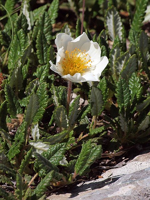 Dryade  huit ptales, dryas octopetala
