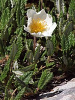 Dryade à huit pétales, dryas octopetala