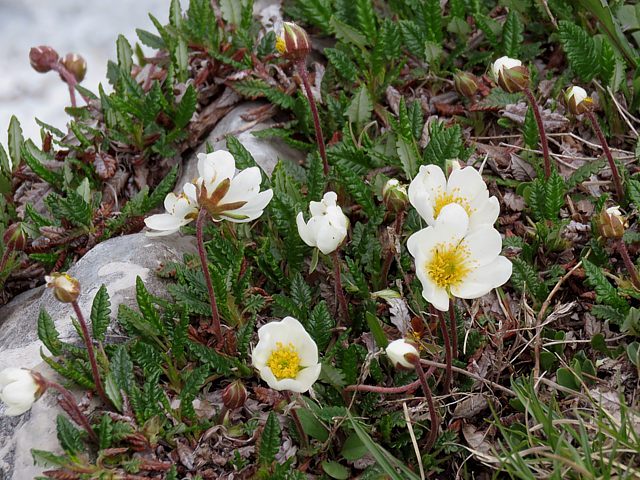 Dryades  huit ptales, dryas octopetala