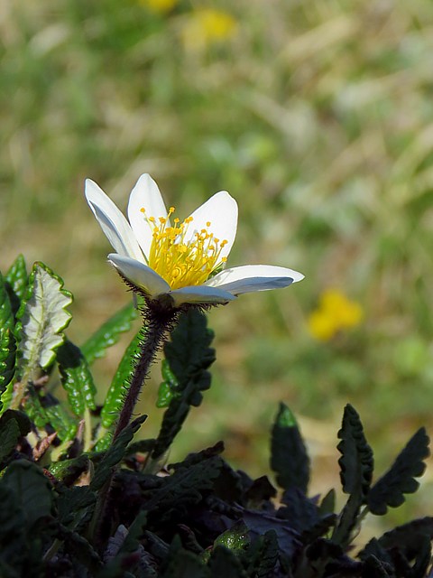Dryade  huit ptales, dryas octopetala