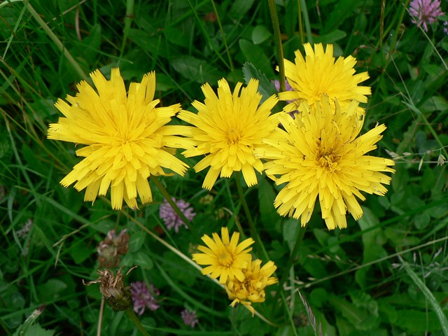 Epervière commune, hieracium vulgatum