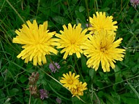 Epervière commune, hieracium vulgatum
