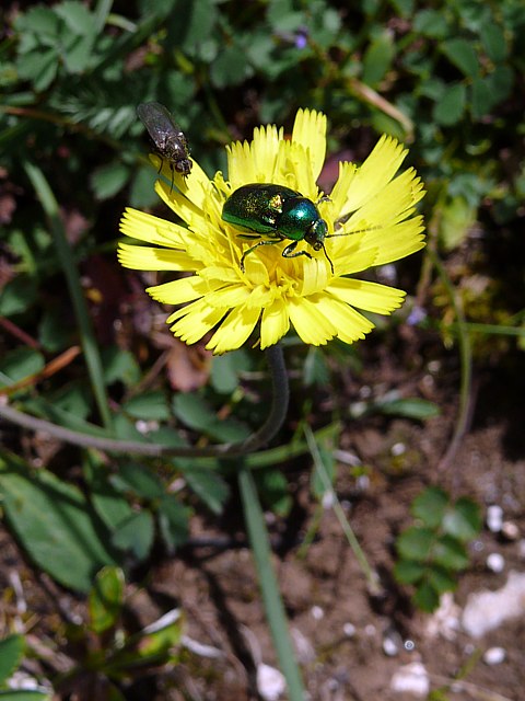 Epervière commune, hieracium vulgatum