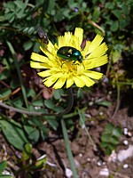 Epervière commune, hieracium vulgatum