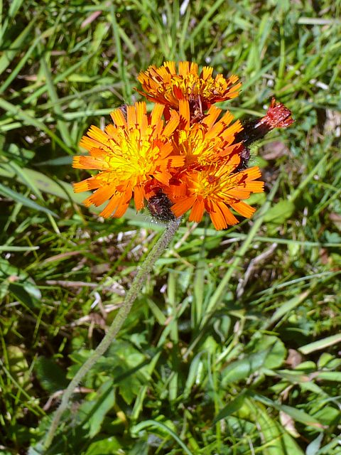 Epervire orange - hieracium aurantiacum
