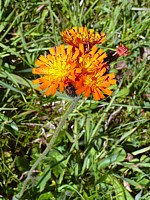 Epervière orangée,  hieracium aurantiacum