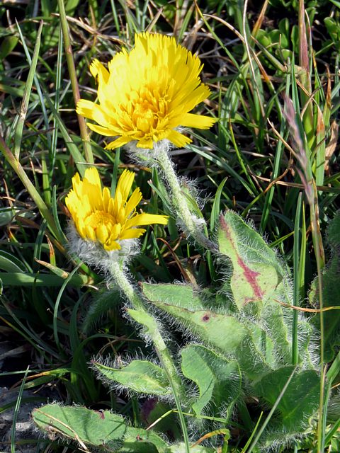 Epervière velue, hieracium villosum
