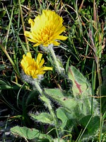 Epervière velue, hieracium villosum