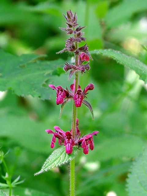 Epiaire des bois, stachys sylvatica