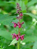 Epiaire des bois, stachys sylvatica