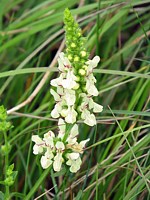 Epiaire droite, stachys recta