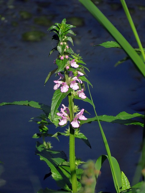 Epiaire des marais, stachys palustris