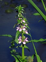 Epiaire des marais, stachys palustris