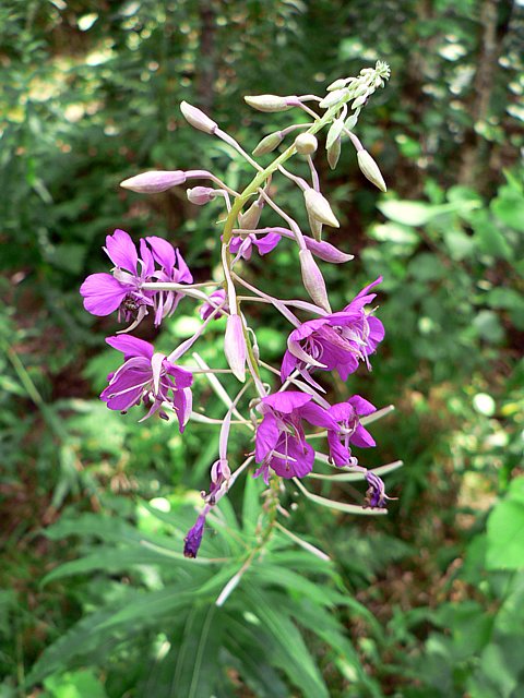 Epilobe hérissé - epilobium hirsutum