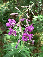 Epilobe hérissé, epilobium hirsutum
