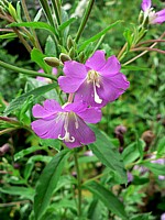 Epilobe hérissé, epilobium hirsutum