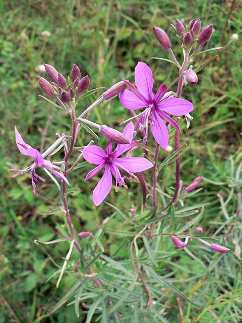 Epilobe à feuilles de romarin, epilobium dodonaei