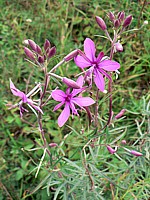 Epilobe à feuilles de romarin, epilobium dodonaei