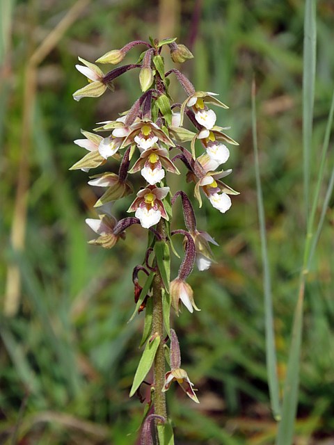 Epipactis des marais, epipactis palustris