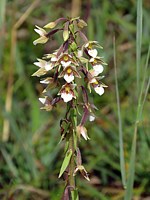 Epipactis des marais, savonnière, epipactis palustris