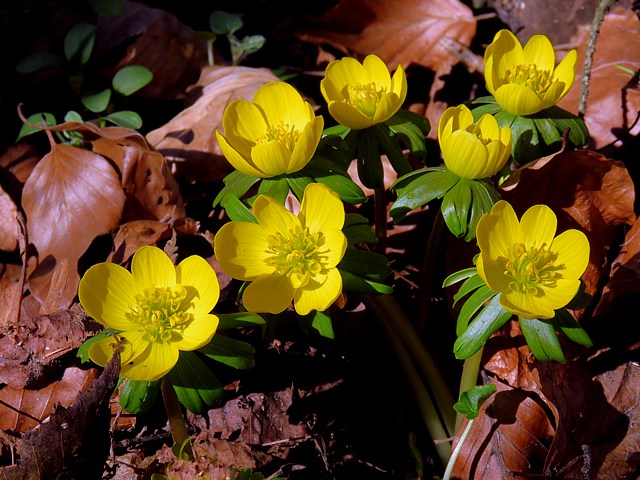 Aconit d'hiver, hellborine,  eranthis hyemalis