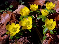 Millepertuis perforé, hypericum perforatum