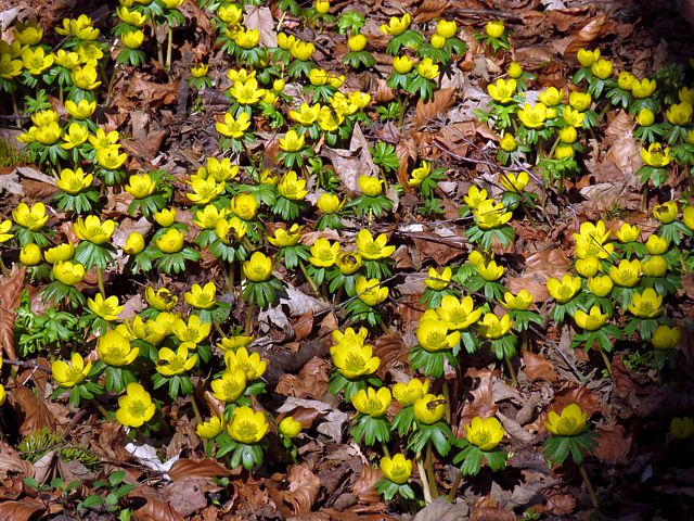 Aconit d'hiver, eranthis hyemalis