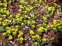 Millepertuis perforé, hypericum perforatum