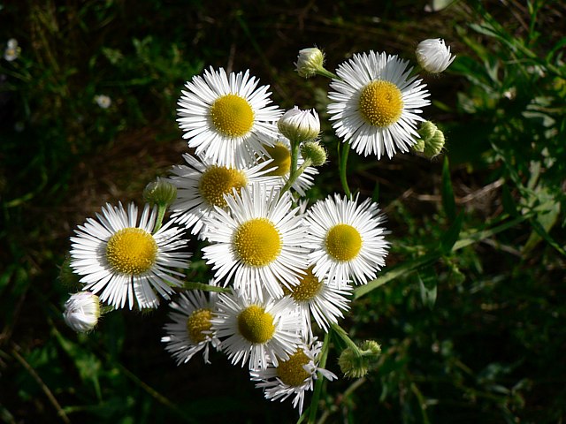 Erigron annuel, erigeron annuus