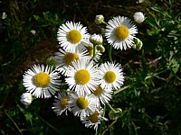 Erigéron annuel, erigeron acris