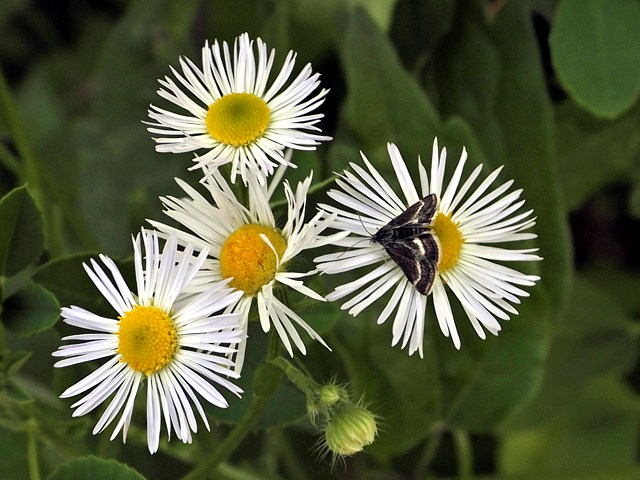 Erigron annuel, erigeron annuus