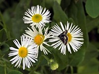 Erigéron annuel, erigeron acris