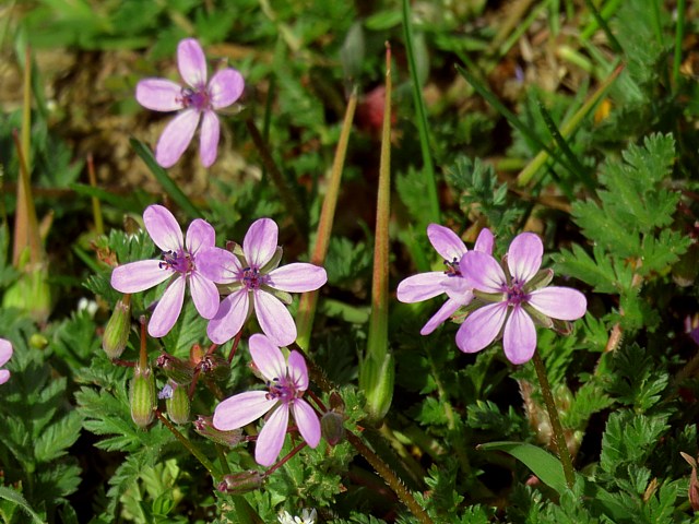 Erodium  feuilles de cigu, erodium cicutarium